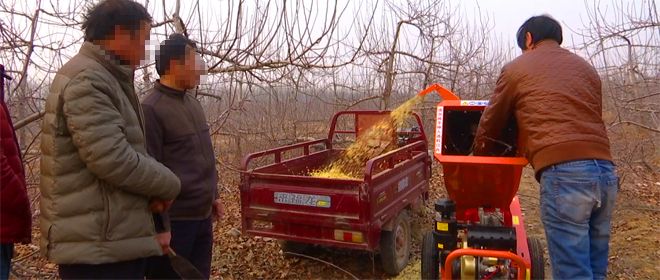 柴油移动枝条切碎机在果园粉碎苹果树枝条